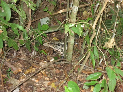  Un iguana 