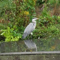  A bird near an irrigation canal 