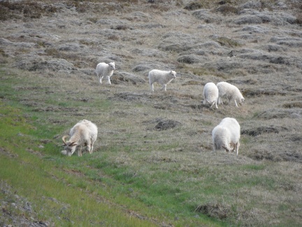  Some sheep near the road 