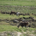  Some horses near the road 36 
